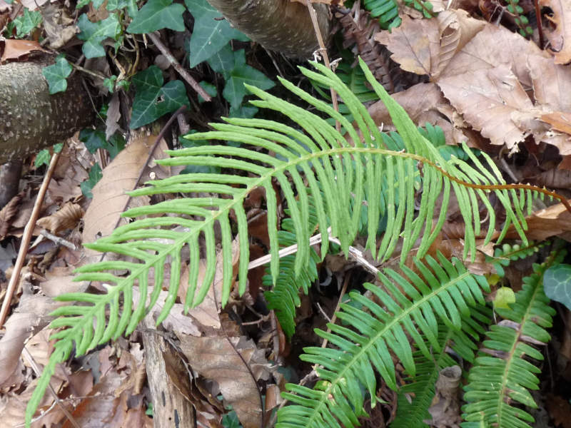 Struthiopteris spicant (= Blechnum spicant) / Lonchite minore