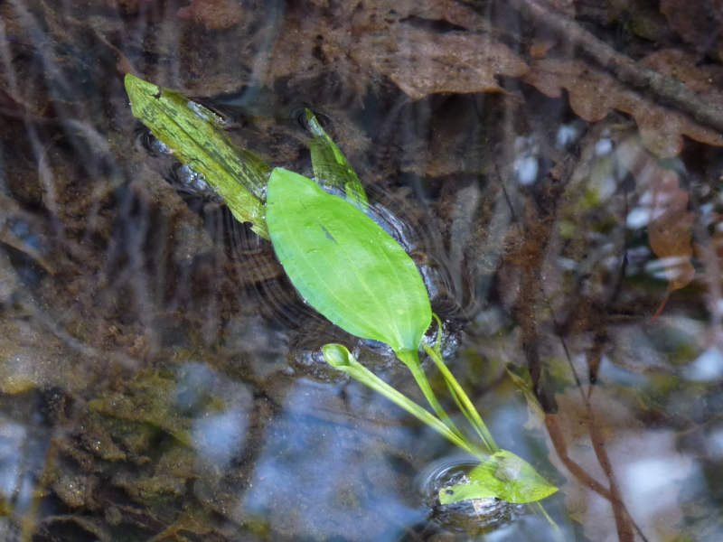 Potamogeton polygonifolius