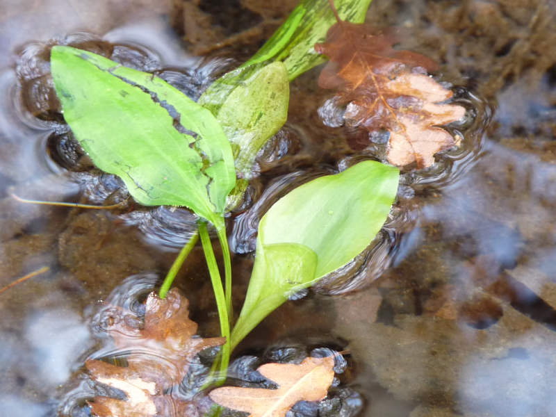 Potamogeton polygonifolius