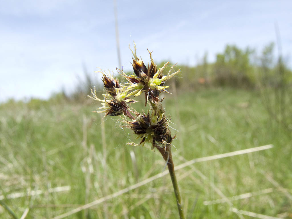 Due lucciole a confronto...