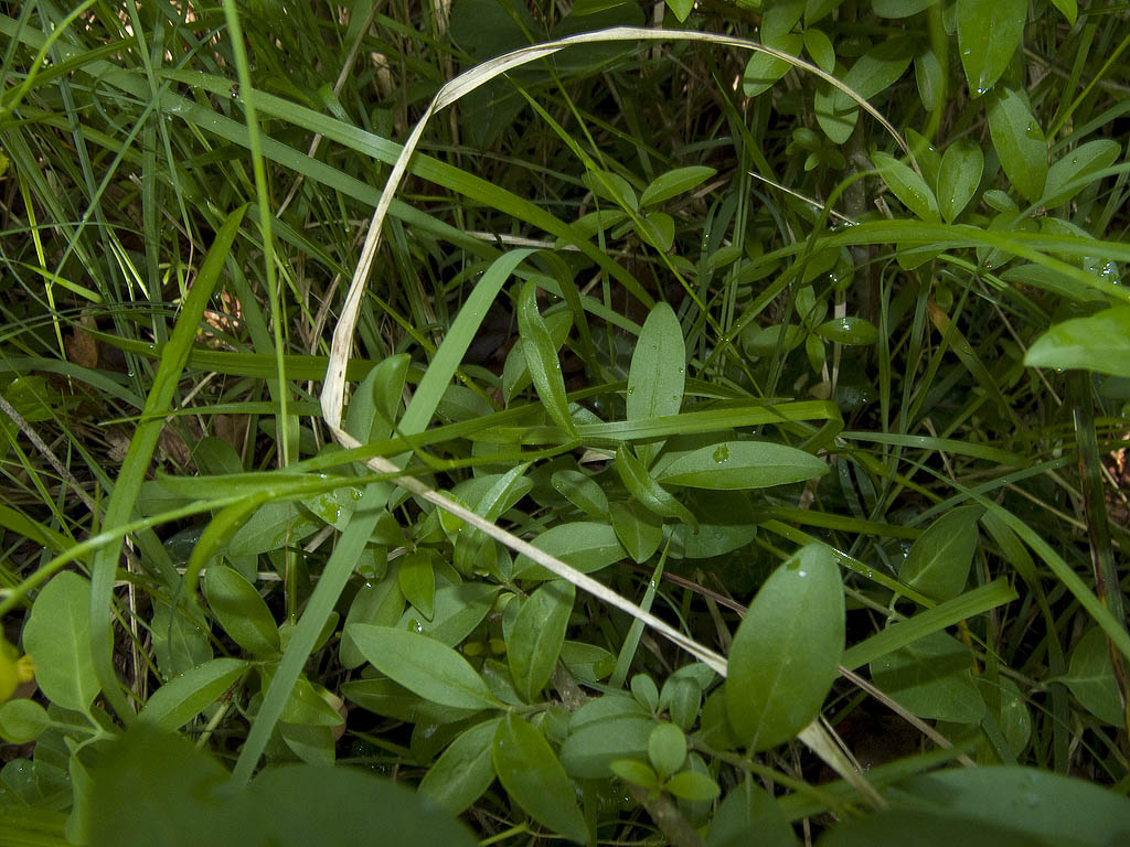 Polygala flavescens / Poligala gialla
