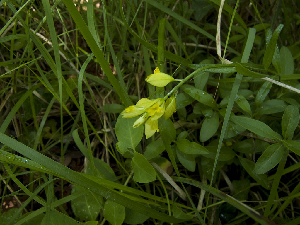 Polygala flavescens / Poligala gialla