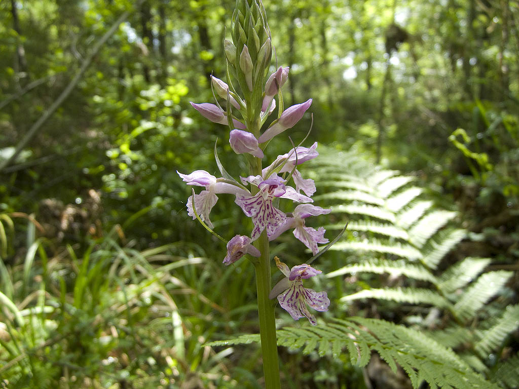 Dactylorhiza fuchsii?