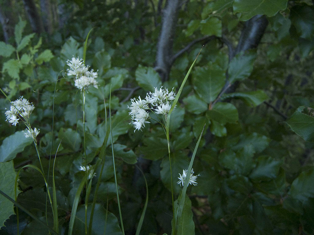 Due lucciole a confronto...