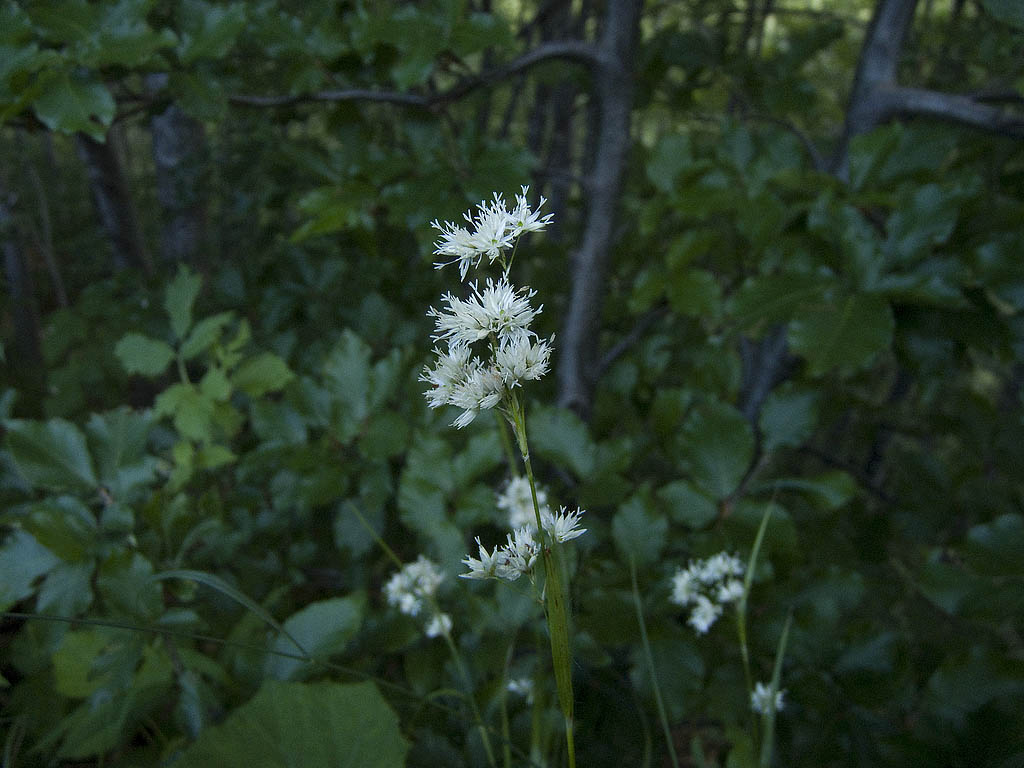 Due lucciole a confronto...