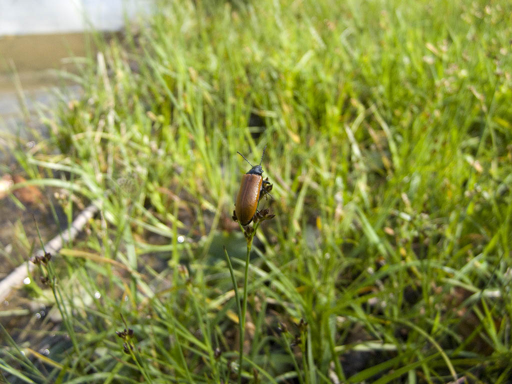 Si tratta di una Rhagonycha? No, Omophlus