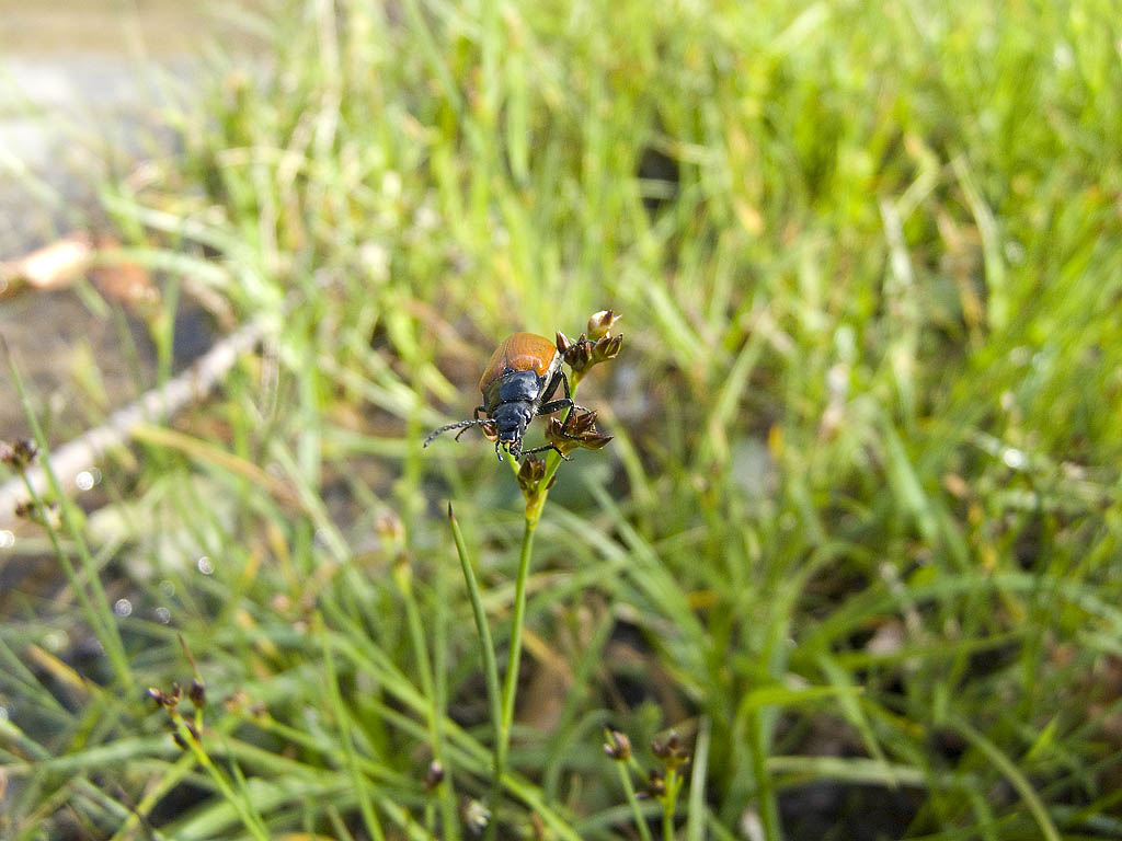 Si tratta di una Rhagonycha? No, Omophlus