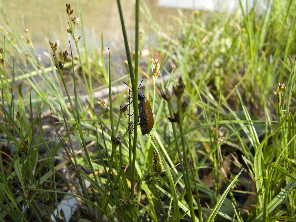 Si tratta di una Rhagonycha? No, Omophlus