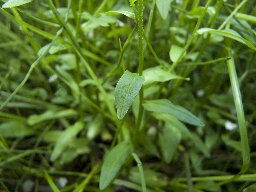 Myosotis scorpioides?