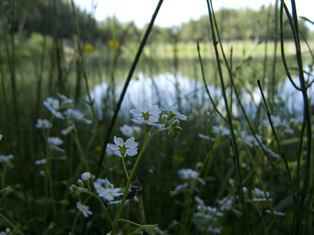 Myosotis scorpioides?