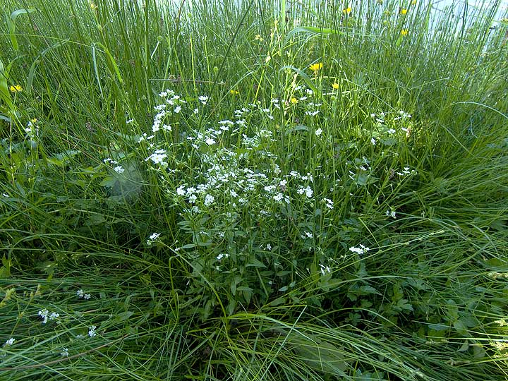 Myosotis scorpioides?