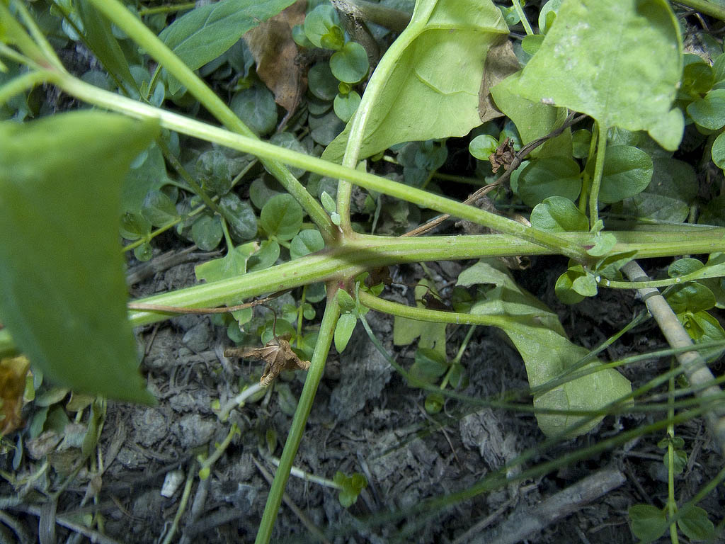 Credo Atriplice comune..