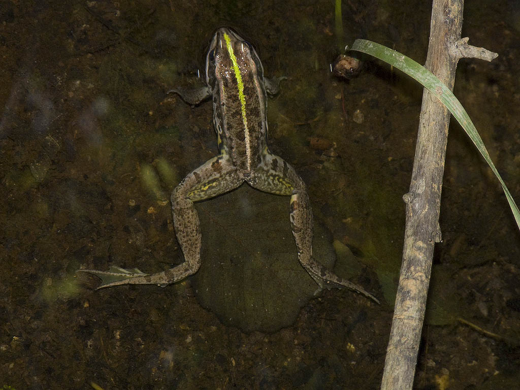 Saluti da due rane maremmane! - Pelophylax sp.