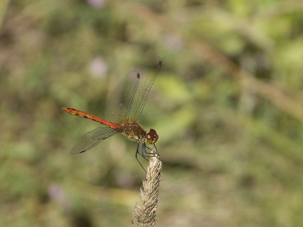Sympetrum depressiusculum? no, sanguineum