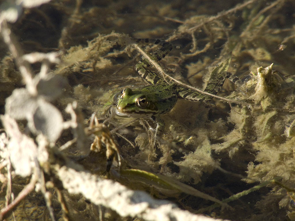 Saluti da due rane maremmane! - Pelophylax sp.