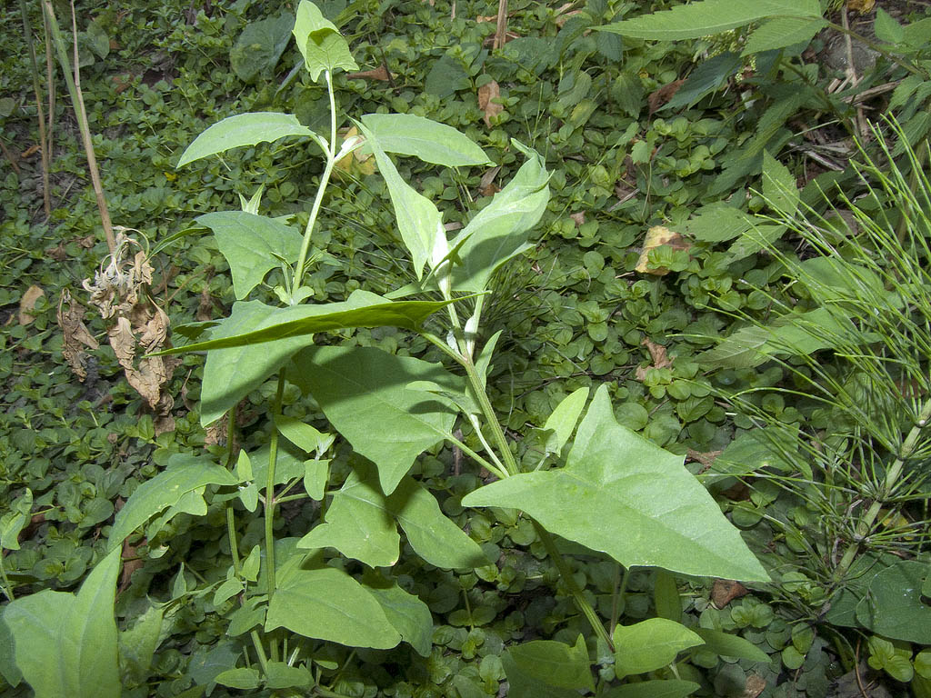 Credo Atriplice comune..