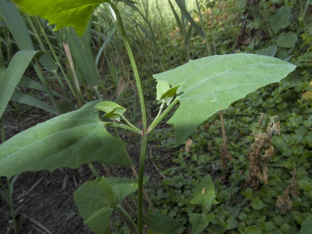 Credo Atriplice comune..