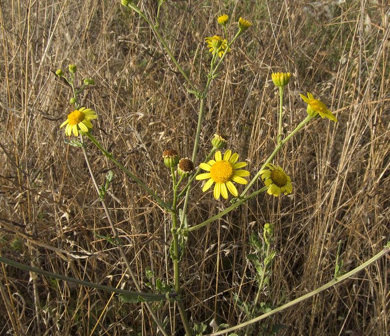 Jacobaea aquatica (= Senecio erraticus) /Senecione dei fossi