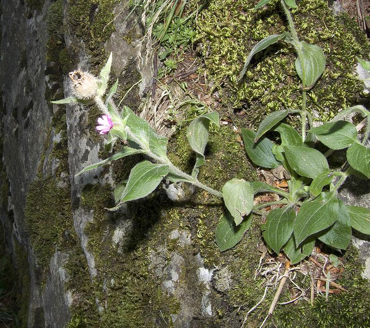Silene dioica