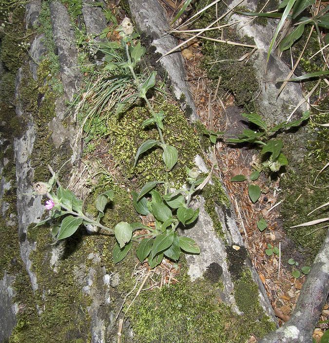Silene dioica