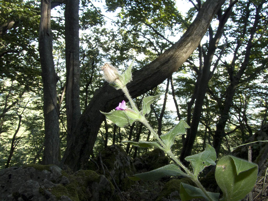 Silene dioica
