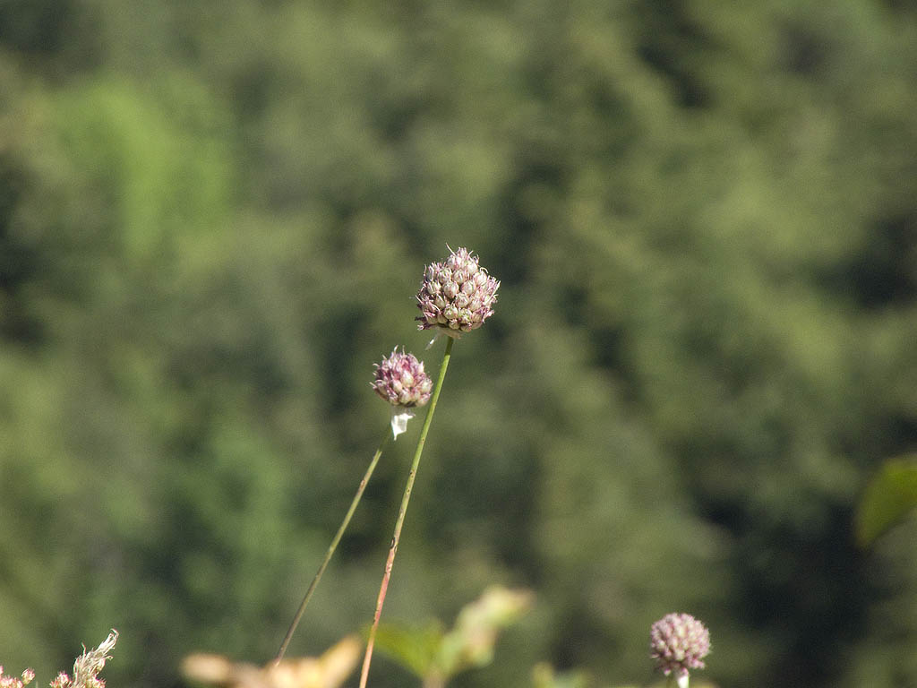 Allium sphaerocephalon