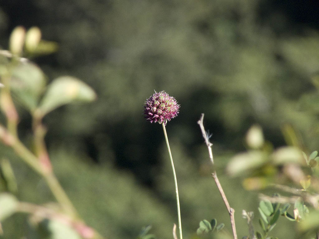 Allium sphaerocephalon