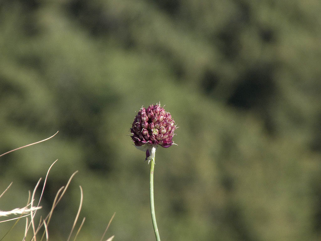 Allium sphaerocephalon
