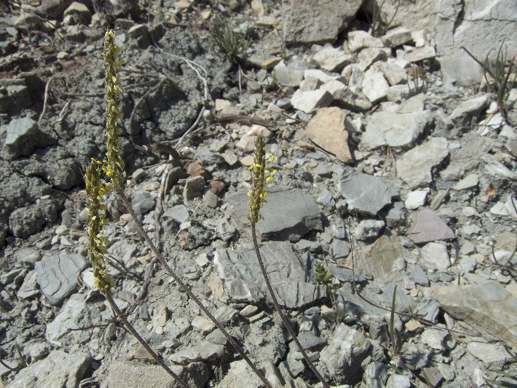 Plantago maritima subsp. serpentina