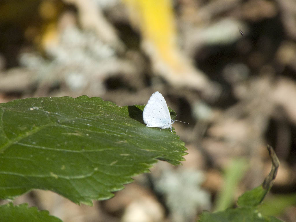 Farfalla minuscola da identificare.. - Celastrina argiolus