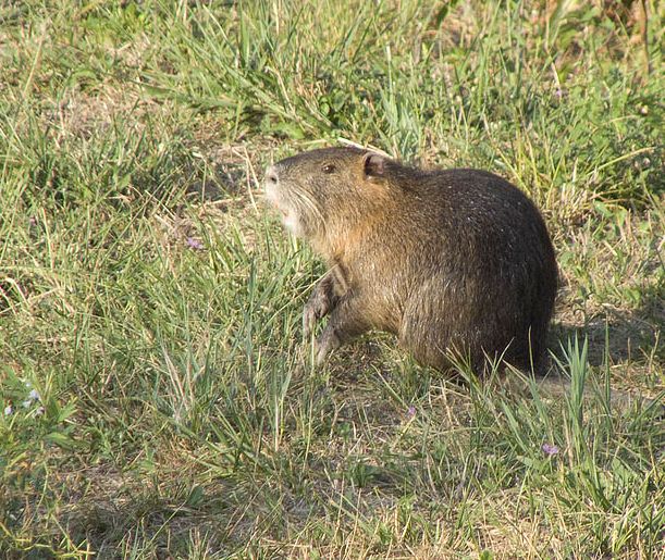 Nutria confidente... - Pantano dell''Osmannoro (FI)