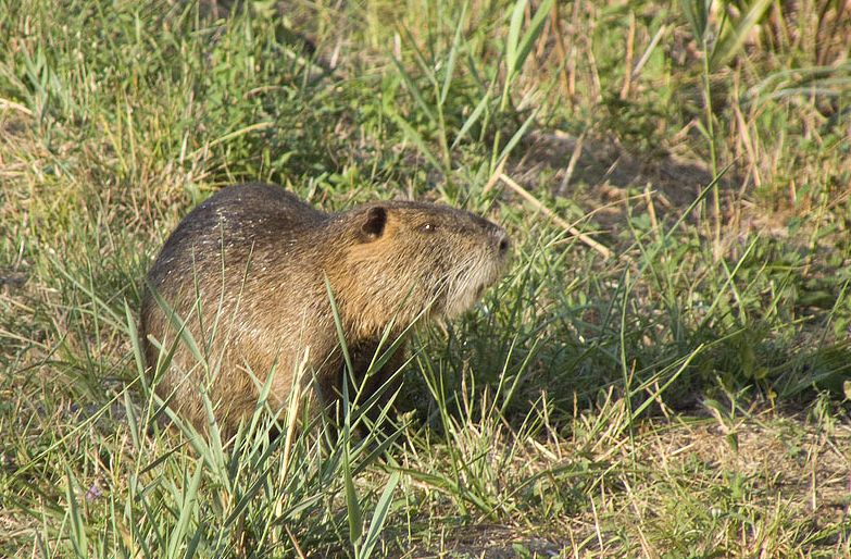 Nutria confidente... - Pantano dell''Osmannoro (FI)