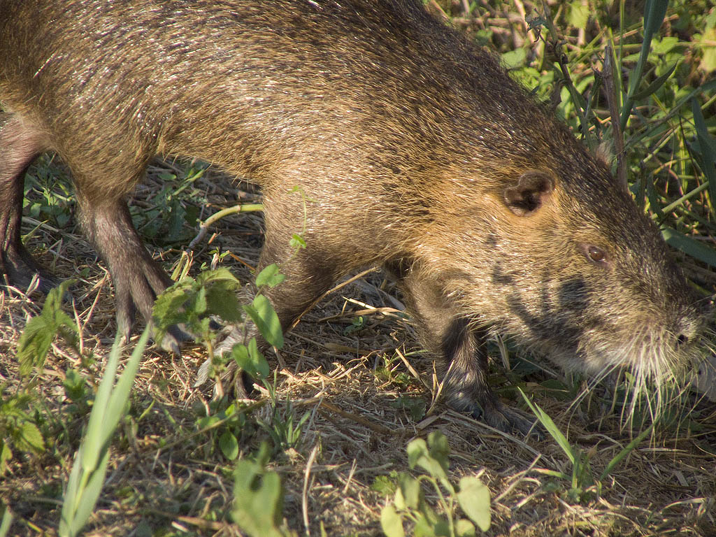 Nutria confidente... - Pantano dell''Osmannoro (FI)