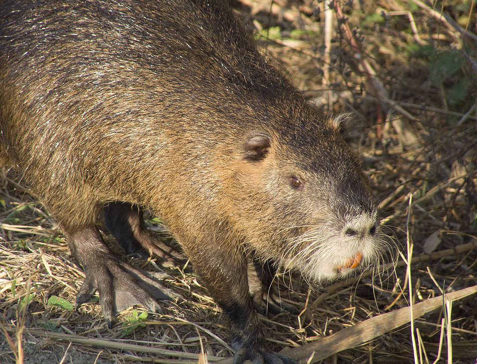Nutria confidente... - Pantano dell''Osmannoro (FI)