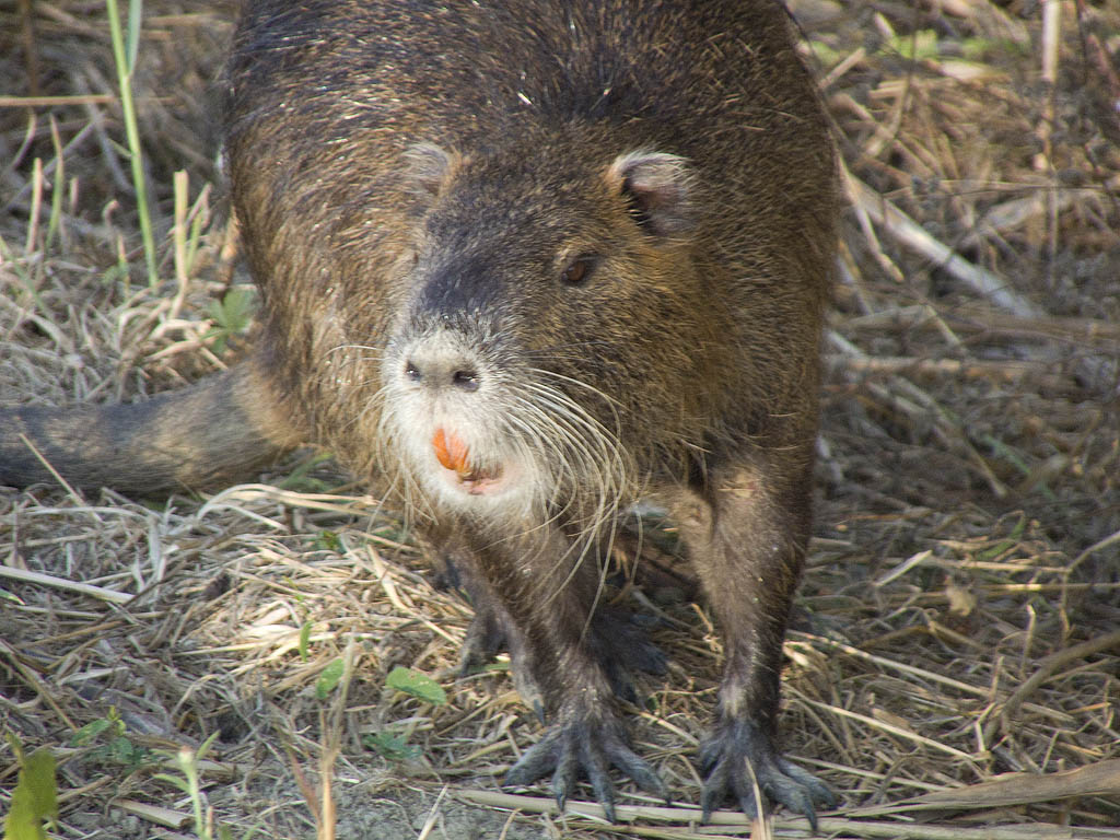 Nutria confidente... - Pantano dell''Osmannoro (FI)