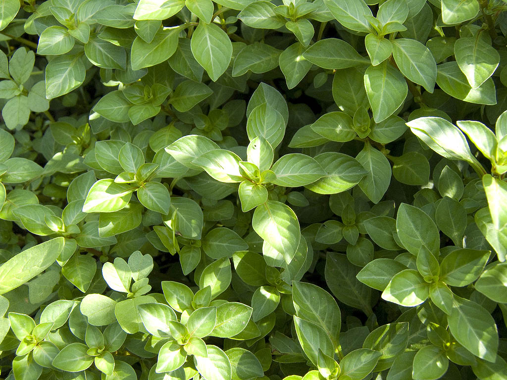 Ludwigia palustris  / Porracchia dei fossi