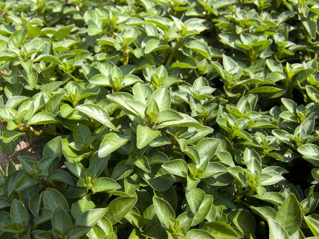 Ludwigia palustris  / Porracchia dei fossi
