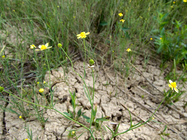 Ranunculus flammula - Ranuncolo delle passere..