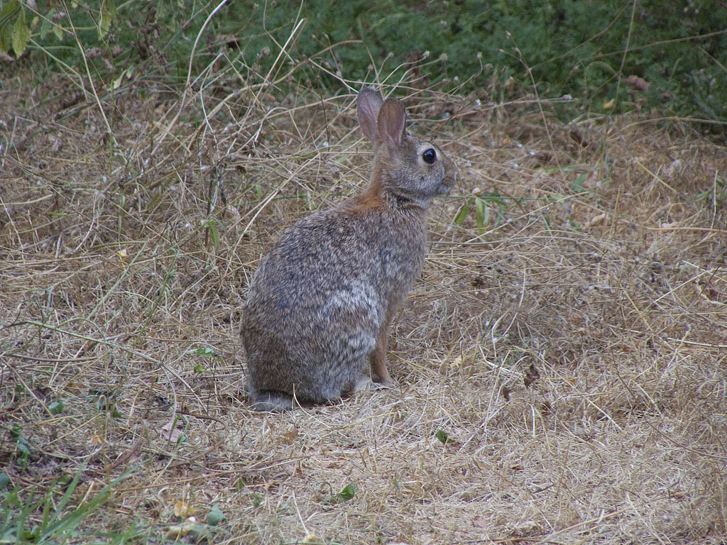 Coniglio - Oryctolagus cuniculus