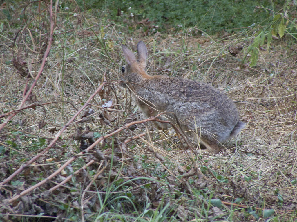 Coniglio - Oryctolagus cuniculus