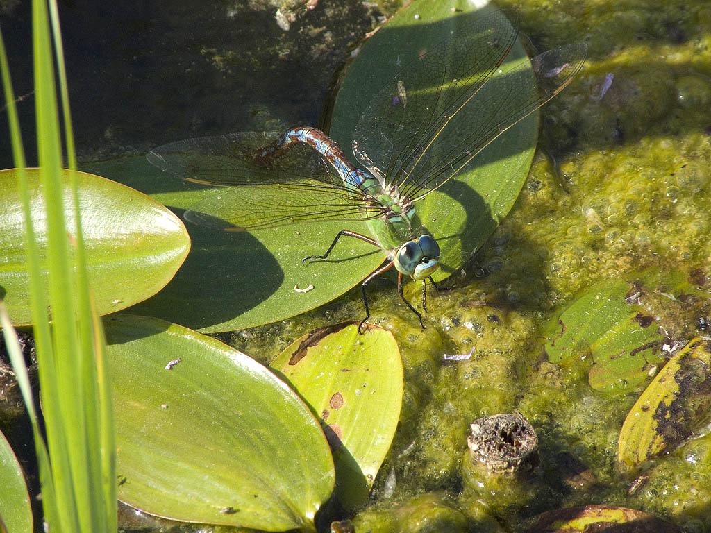 Anax imperator