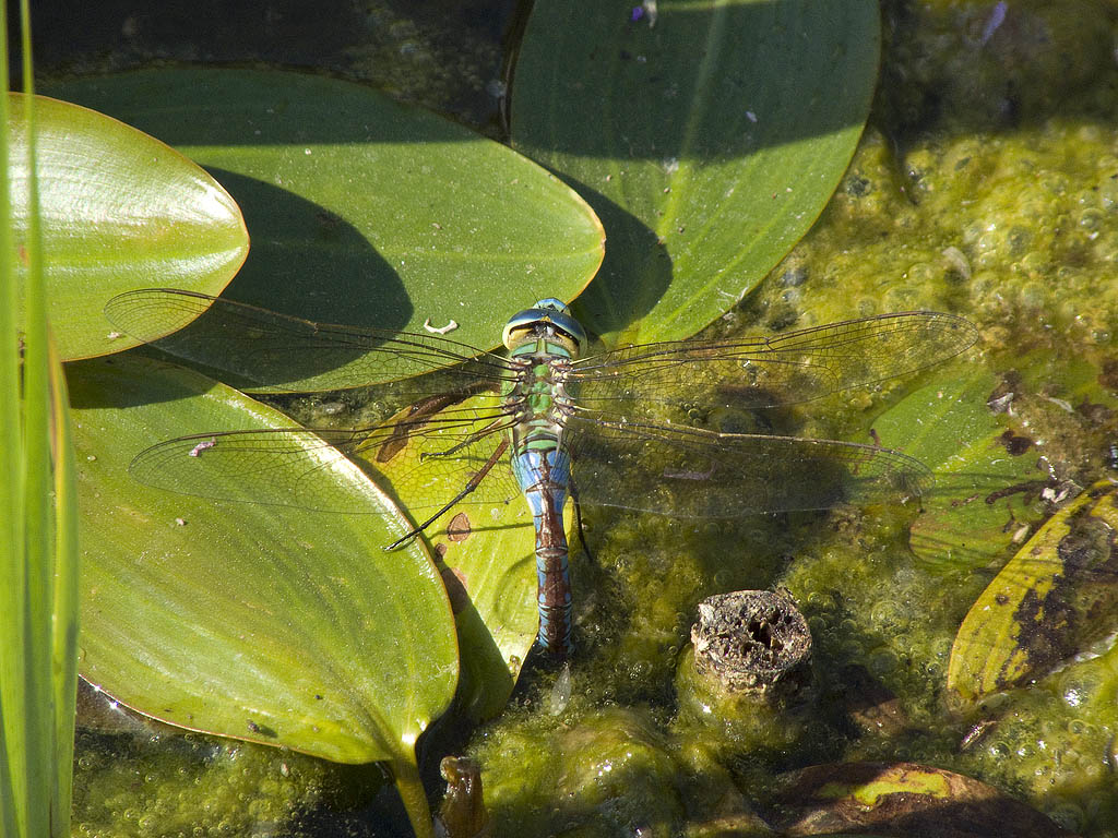 Anax imperator