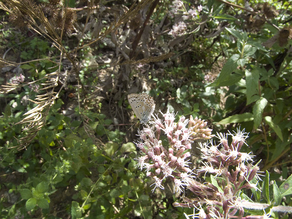 Meleageria daphnis