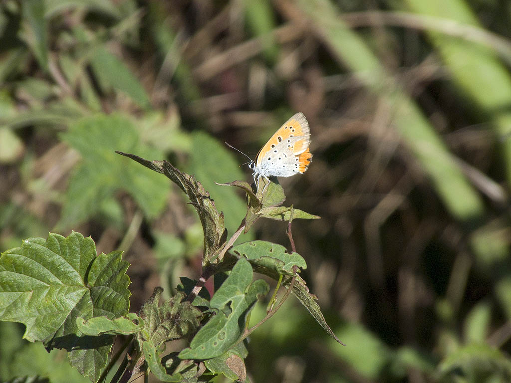 Lycaena dispar (femmina)