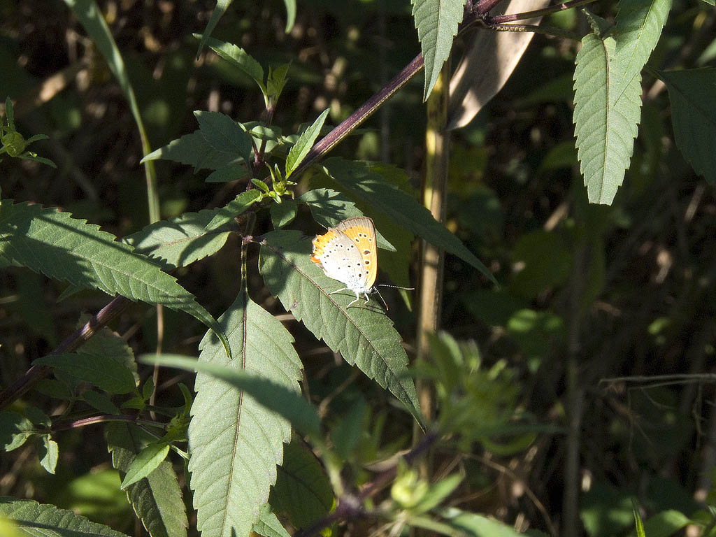 Lycaena dispar (femmina)