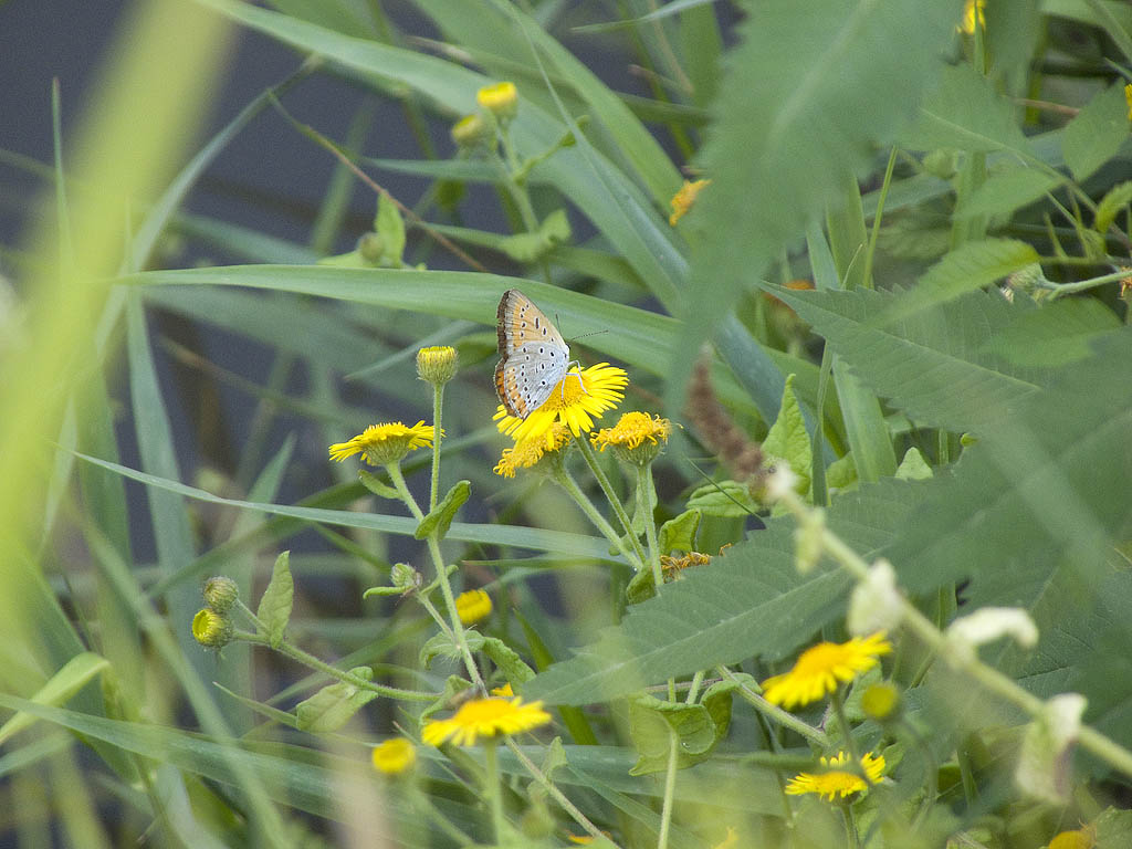 Lycaena dispar (femmina)