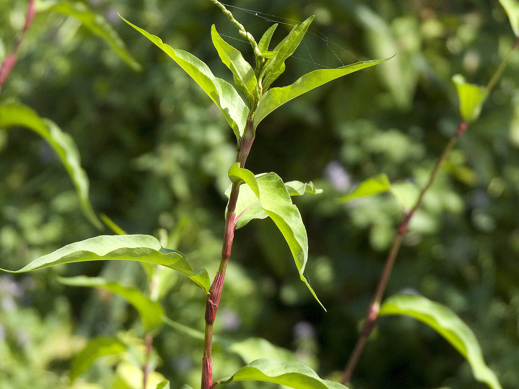 Polygonum hydropiper?