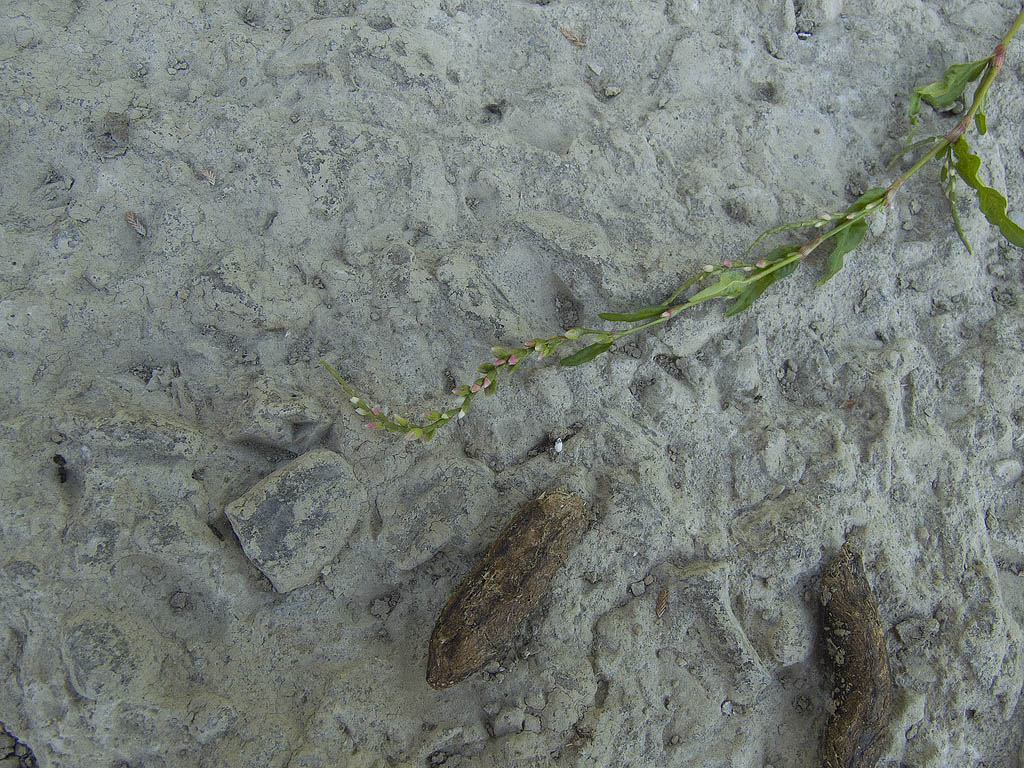 Polygonum hydropiper?