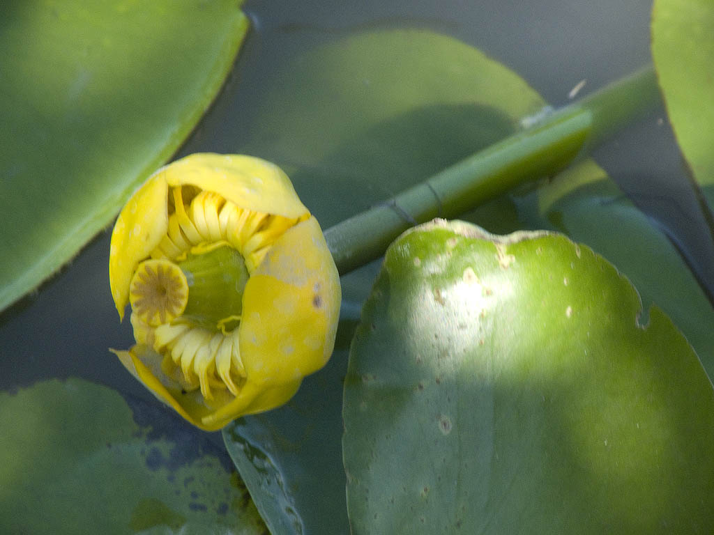 Nuphar lutea / Ninfea gialla