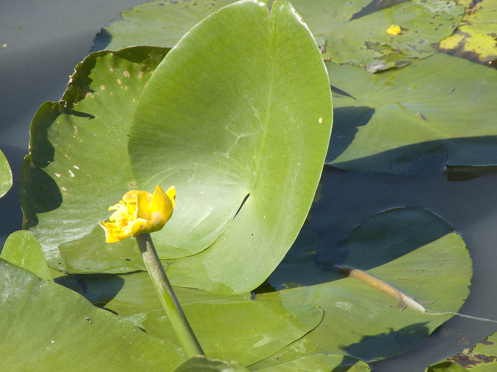 Nuphar lutea / Ninfea gialla